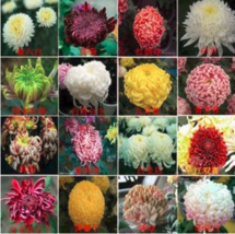 New Fresh Flower Seeds Chrysanthemum Seeds Four Seasons Plant Seeds 200Pcs Mixed - £8.41 GBP