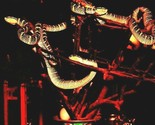 Vtg Chrome Postcard Penang Malaysia Snake Temple Snakes on Display - $11.83