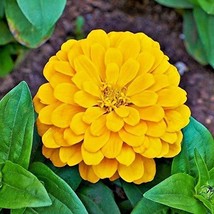 PS 50 Seeds Canary Bird Zinnia Non-Gmo Fast Grow - $166.68 MXN