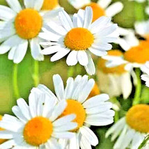2000+ Roman Chamomile Seeds Spring Groundcover Perennial Heirloom Edible Herb - £8.61 GBP