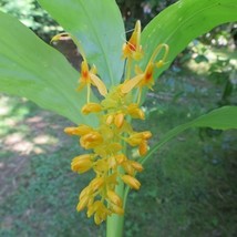 US Seller Globba Schomburgkii Golden Dancing Girl Ginger Seeds New Fresh Seeds - £14.28 GBP