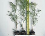Dawn Redwood (Metasequoia) - Live Potted Trees - 10-14 inches tall potte... - $22.92+