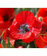 Poppy Flower 100 Fresh Seeds Red Corn Poppy - $5.98