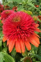 50 pcs Double Orange Coneflower Seed Echinacea Perennial Flowers Seed - £9.75 GBP