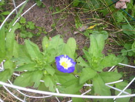 LWSTORE 50 Seeds Convolvulus Ensign Royal Blue USPS Shipping - £6.99 GBP