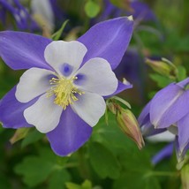 USA SELLER New Rocky Mountain Columbine flower Colorado Blue Star Columbine 100  - £4.54 GBP