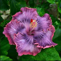 20 Purple Pink Hibiscus Seeds Flowers Flower Seed Perennial Bloom - £11.87 GBP