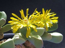 Bijlia Cana, living stones exotic rare mesembs rock cactus caudex seed 100 SEEDS - $18.99