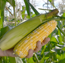 ArfanJaya 120 Peaches And Cream Sweet Corn Seeds Organic Heirloom Fresh - £9.69 GBP