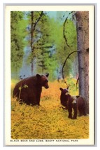 Black Bears and Cubs Banff National Park Alberta Canada UNP WB Postcard Y12 - $2.92