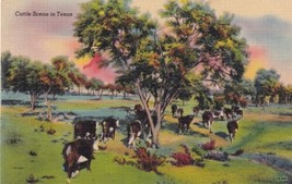 Cattle Scene in Texas TX Postcard  - £2.34 GBP