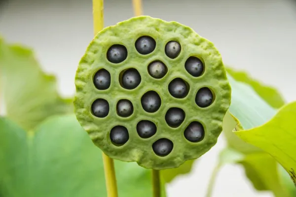 10 Lotus Seeds For Planting-Grow In A Bowl, Koi Pond, Outdoor Pond-Popul... - £15.95 GBP