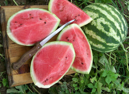 25 Crimson Sweet Watermelon Seeds Fresh Harvest  - £8.86 GBP