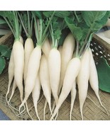 MBK 6 Ngo Gai Culantro Eryngium Foetidum Herb Plant Recao Coriander Thai... - €38,96 EUR