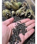 100+ Datura Stramonium Jimsonweed Moon Lily Flower Seeds - $16.42 CAD