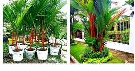 Red Sealing Wax &quot;Lipstick&quot; Palm Tree 10 Seeds (Cyrtostachys Renda) House Plant - £17.57 GBP
