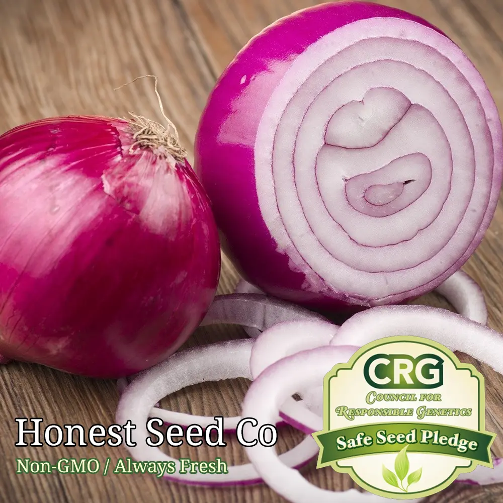 200 Red Burgundy Onion Seeds Non GMO Garden Seeds USA Seller - £7.12 GBP