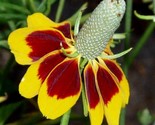 Mexican Hat Flower Seeds 200 Ratibida Perennial Coneflower Garden Fast S... - £7.22 GBP
