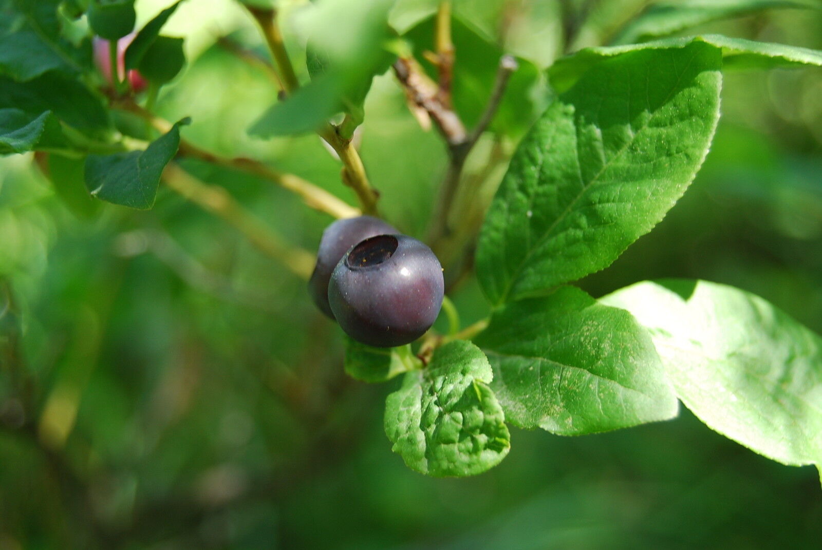 Vaccinium Membranaceum Thinleaf Huckleberry Shrub Seeds Easy To Grow Gar... - $13.97