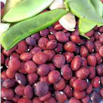 FROM USA  Dixie Speckled Butterpea Lima Bean Seeds | Baby Limas Red Butter Beans - $5.95