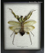 VERY RARE Idolomantis Diabolica Female XL Devils Mantis Entomology Shado... - $237.69 CAD