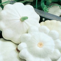 Early White Bush Scallop Summer Squash Open Pollinated Fresh Garden Seeds - £12.42 GBP