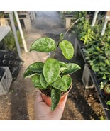 Hoya Krinkle | Ripple Hoya | Crinkle Hoya | Hoya Carnosa 4 In Pot - $21.96 CAD