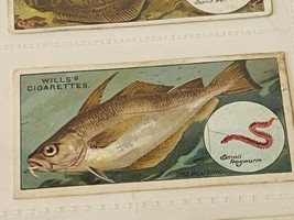 WD HO Wills Cigarettes Tobacco Trading Card 1910 Fish Bait Lure #39 Pout... - $19.69