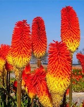 Garden Store 50 Seeds Flaming Torch Red Hot Poker Lily Seeds Flower Plant  - £6.77 GBP