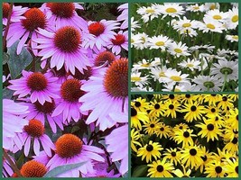 Daisy Seeds Daisy Lovers Delight 3 Pack Special Perennial Flower Seeds Non Gmo - $9.98