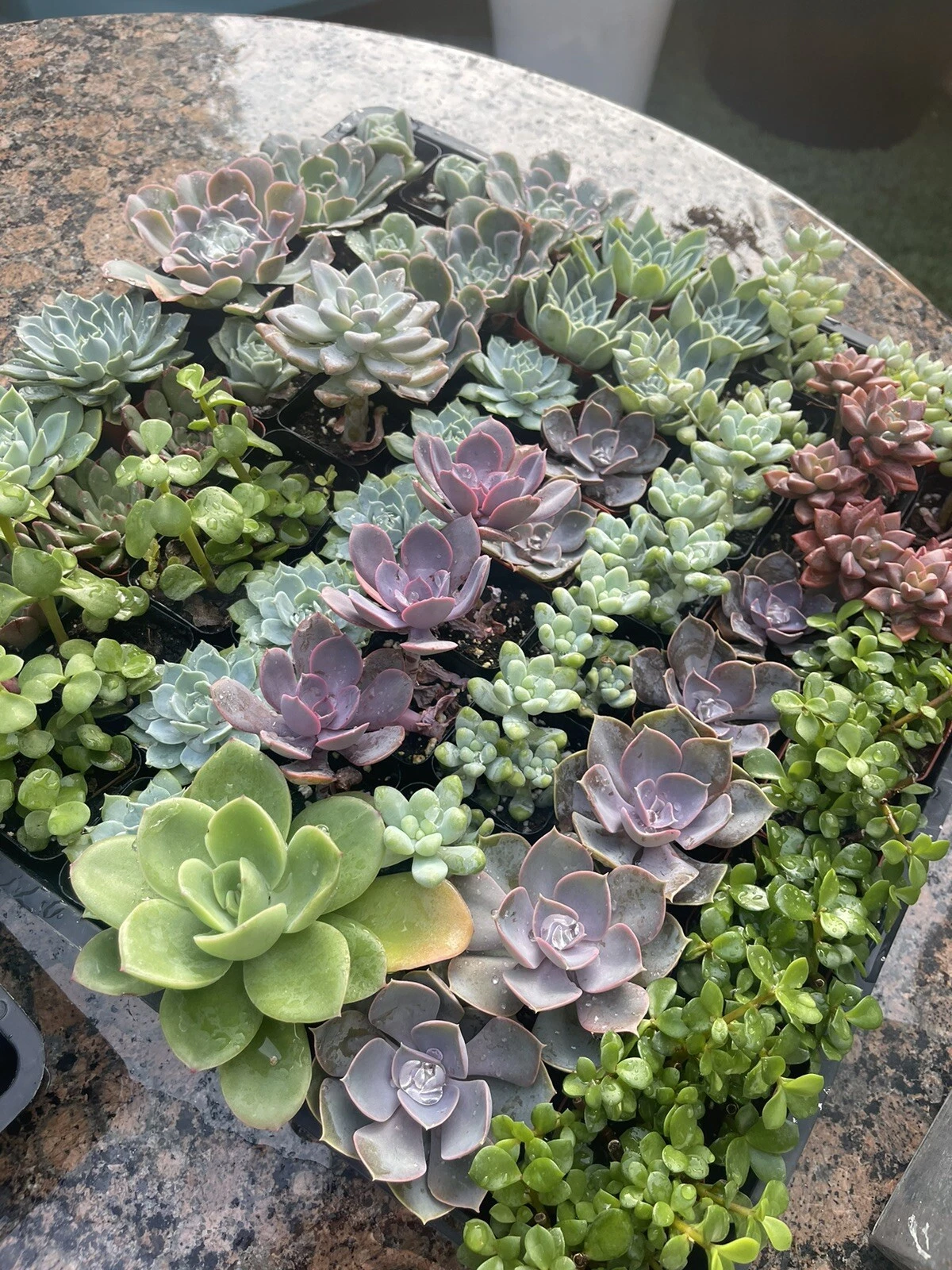 Succulent Live Plant 5 Pack Mixed Pack 2 Inch Pots - $28.09