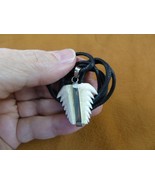 (s1962-17) 1-1/4&quot; Six-Gill Bluntnose Cow Shark Tooth pendant necklace co... - $34.99