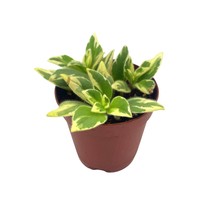 Columnea Light Prince Goldfish Plant 2 inch hirta lipstick plant Tiny Mini Pixie - £7.32 GBP