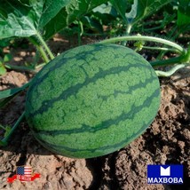 Watermelon Seeds - Sugar Baby Non-Gmo Heirloom Fruit Gardening Fresh USA... - $15.00