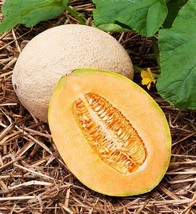 US Seller Hale&#39;S Best Jumbo Cantaloupe Seeds 50+ Melon Fruit Non-Gmo - £6.69 GBP