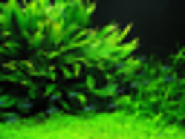 Aquarium Plant Ornament Moss Java Fern Microsorum Pteropus Pot Freshwater Live - £18.96 GBP