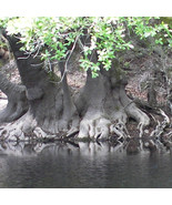 MX Nyssa Ogeche Ogeechee Tupelo Tree Seeds Tall Tree Unique Sweet Fruits... - $28.14