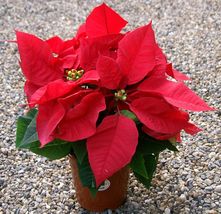 200 Red Poinsettia Euphorbia Pulcherrima Flower Seeds for Garden - £11.35 GBP