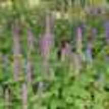 200 Seeds Hyssop PURPLE GIANT Agastache Perennial Native Wildflower BeesNon-GMO - £9.48 GBP