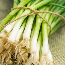 Guashi Store Evergreen Long White Bunching Onion 100 Seeds Easy To Grow - £7.02 GBP