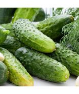 Wisconsin SMR 58 Pickling Cucumber Seeds, 30 Seeds, BUY 2 &amp; GET 3, FREE ... - $2.35 CAD