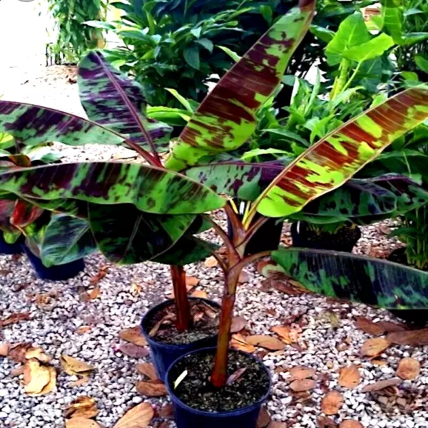 20 Red Tiger Darjeeling Banana Plant Tree Seeds (Musa Sikkimensis) Hardy Zone 5  - £32.33 GBP