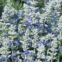 40+ Salvia Silvery Blue Strata Flower Seeds Perennial Deer Drought Tolerant - £7.39 GBP