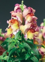 30 Antirrhinum Montego Sunset Bicolor Dwarf Snapdragon Flower Seeds Fragrant - £13.49 GBP