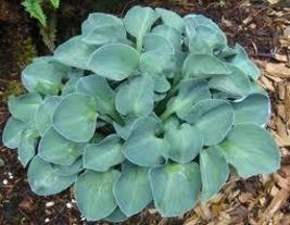 Blue Mouse Ear Hosta,  Only $13.99  With   Free  Shipping ! ! ! - £11.18 GBP