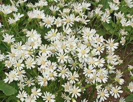 250 Aster White Upland Seeds Solidago ptarmicoides - Drought tolerant - $13.56
