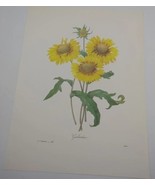 P J Redoute Beautiful Flowers Galardia Botanical Art Print Book Plate 44 - £9.40 GBP