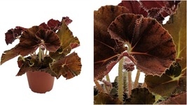 Autumn&#39;s Best Begonia Plant - 3.7&quot; Pot -Terrarium/Fairy Garden/HousePlan... - £38.70 GBP