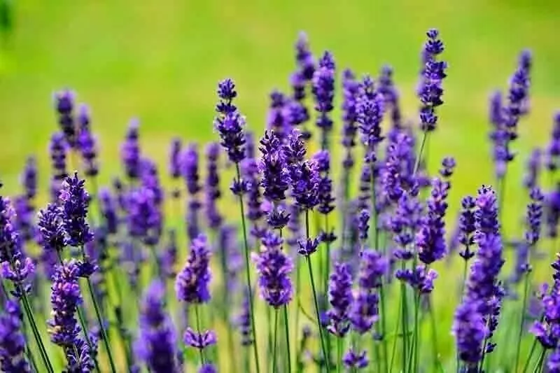 English Lavender Spring Perennial Herb Mosquito Insect Repellent 1200+SEEDS - £5.57 GBP