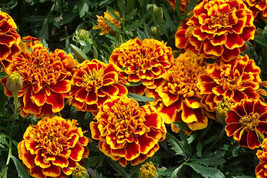 25+ Colossus Red Gold Marigold Seeds - $8.48